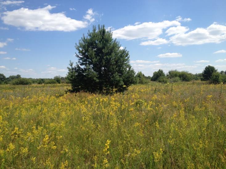 Літочки з panoramio.com - Леточки