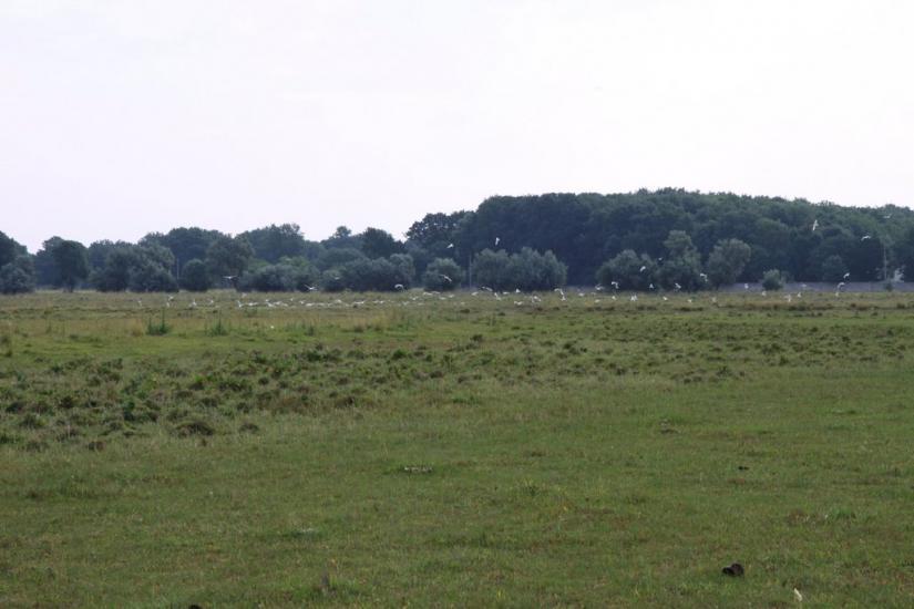 Роздольне з panoramio.com - Раздольное