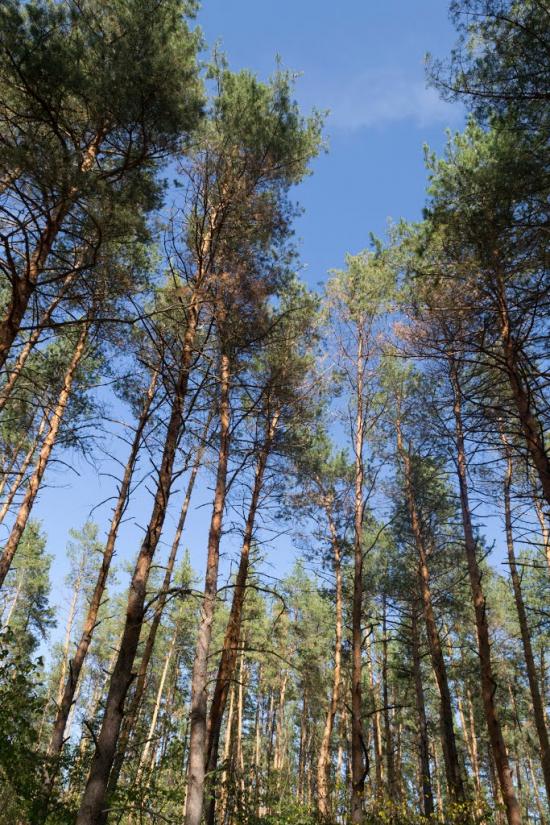 Булахівка з panoramio.com - Булаховка