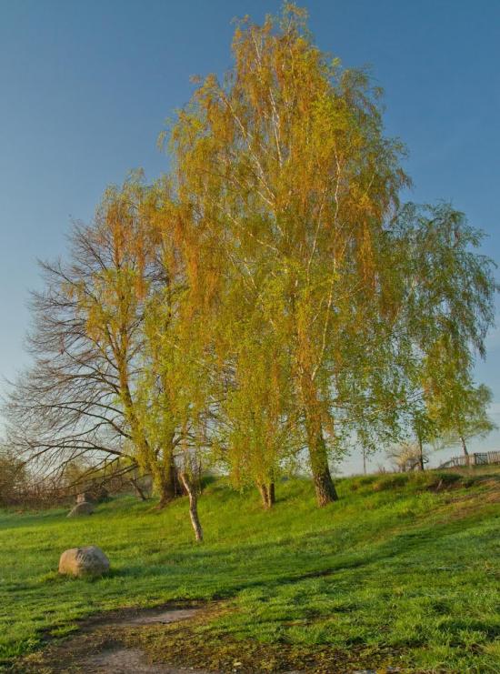 Буки з panoramio.com - Буки