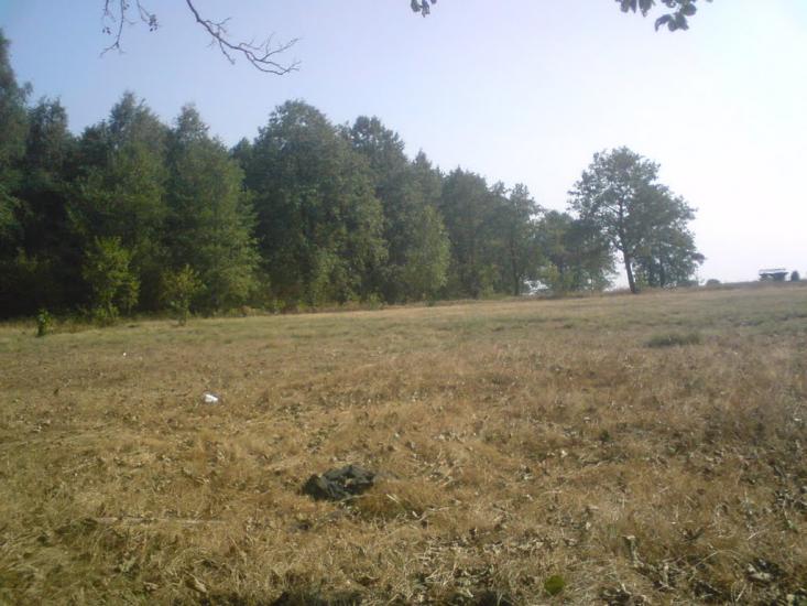 Деревини з panoramio.com - Деревини