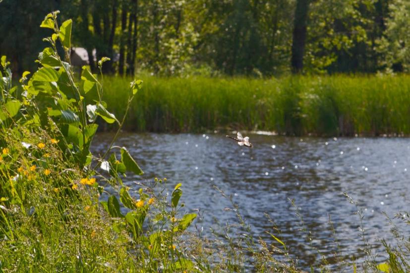 Першотравневе з panoramio.com - Першотравневе