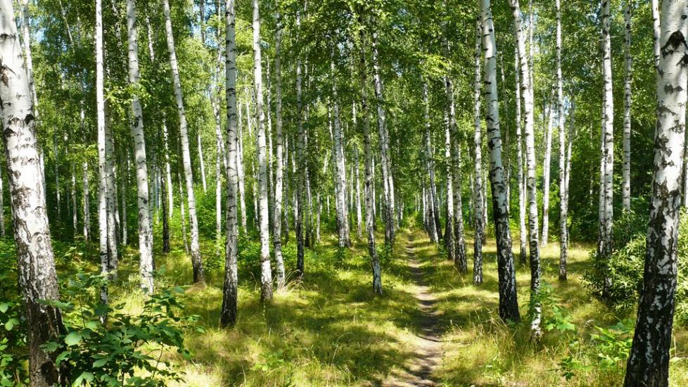 Кремінець з panoramio.com - Кременец