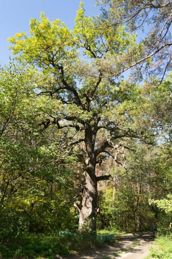 Кочережки з panoramio.com - Кочережки
