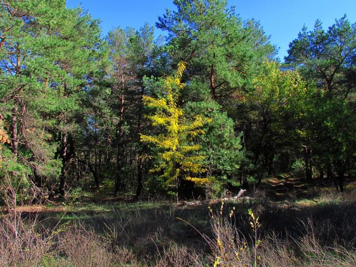 Твердомедове з panoramio.com - Твердомедове