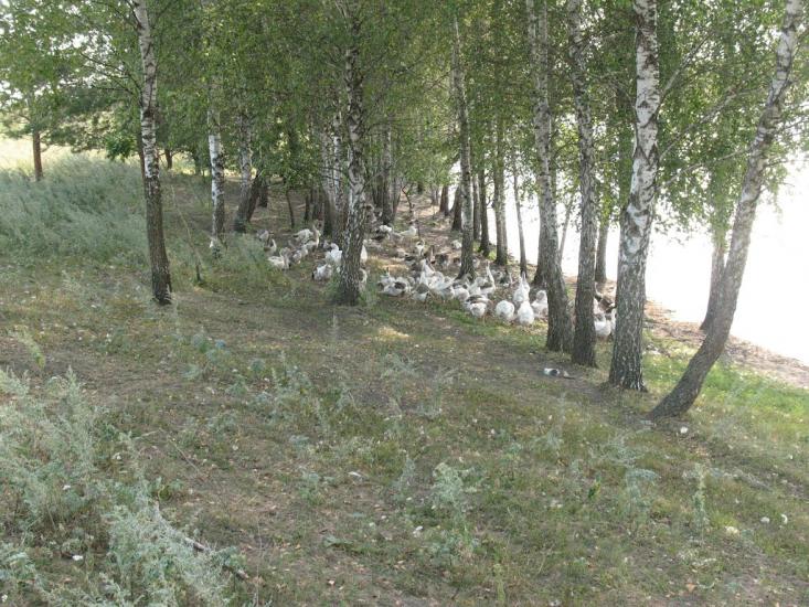 Нова з panoramio.com - Нова