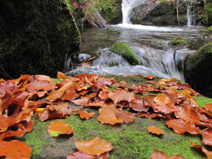 Полянська Гута з panoramio.com - Полянська Гута
