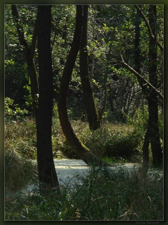 Дев'ятир з panoramio.com - Девятир