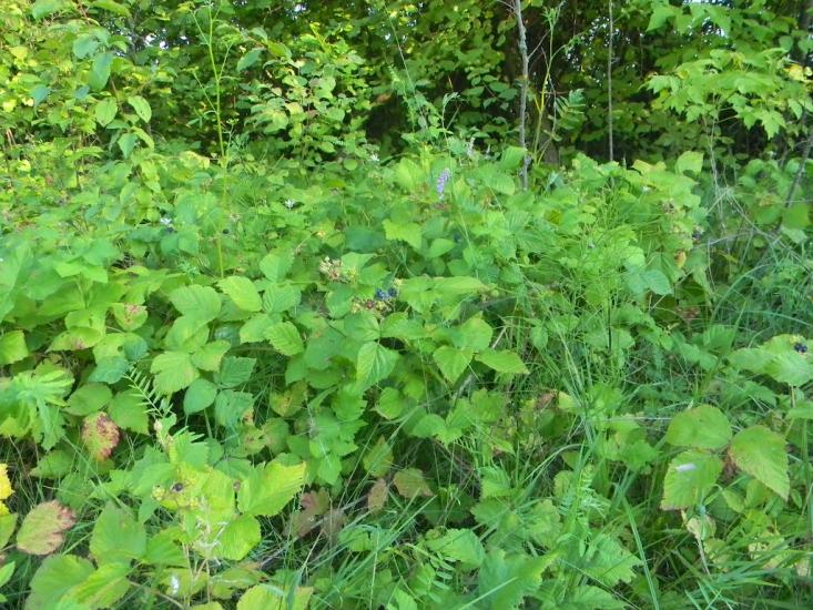 Дубіївка з panoramio.com - Дубиевка