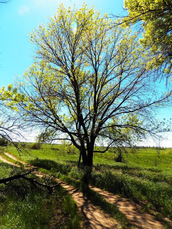 Велика Мартинівка з panoramio.com - Велика Мартинівка