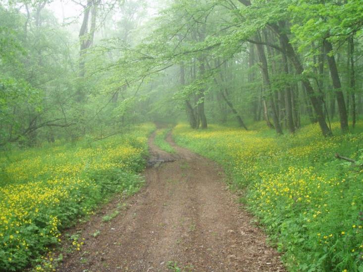 Краснолісся з panoramio.com - Краснолісся