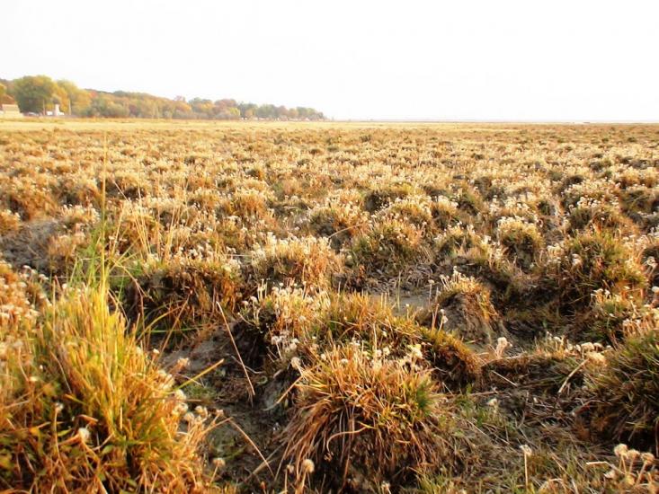 Роздольне з panoramio.com - Раздольное