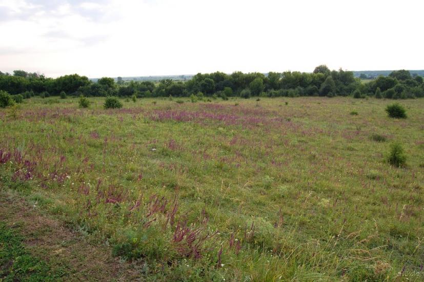 Єпіфанівка з panoramio.com - Епифановка