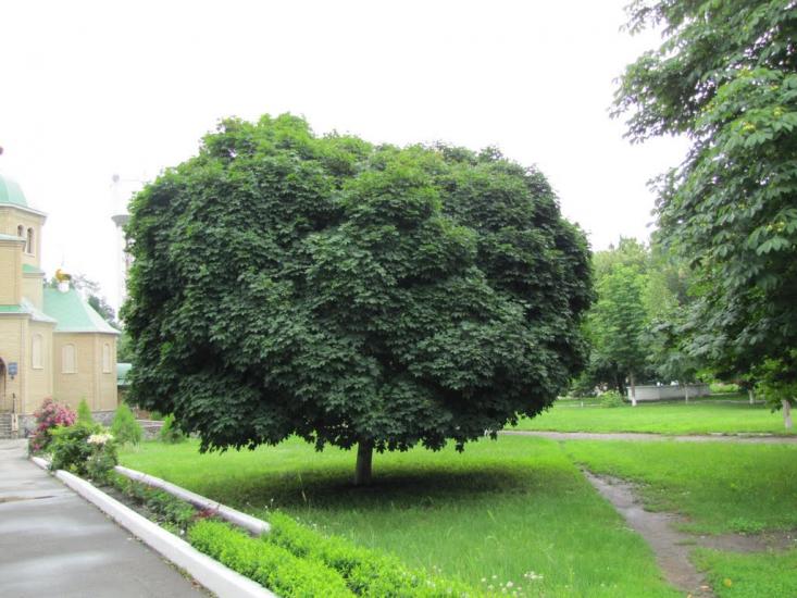Зачепилівка з panoramio.com - Зачепилівка