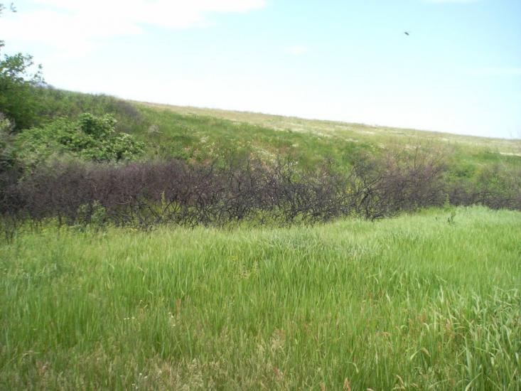 Лупареве з panoramio.com - Лупарево