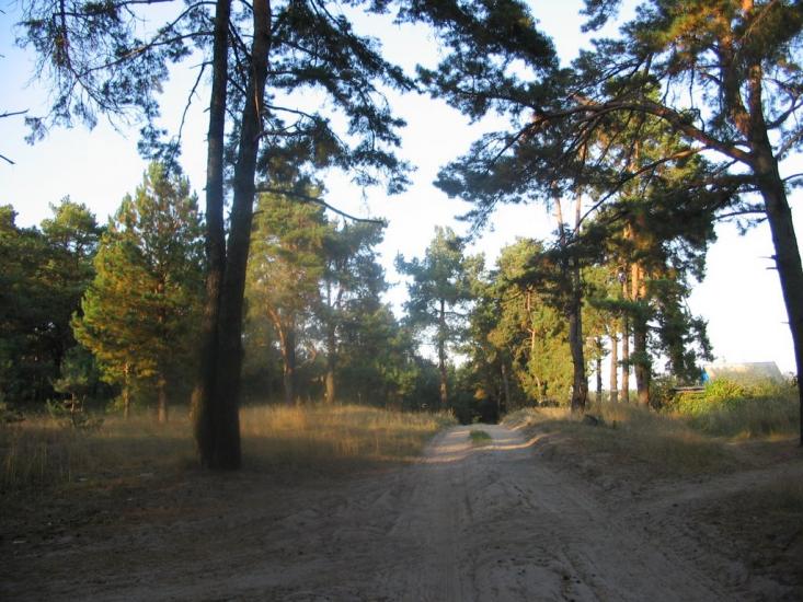 Ровжі з panoramio.com - Ровжи