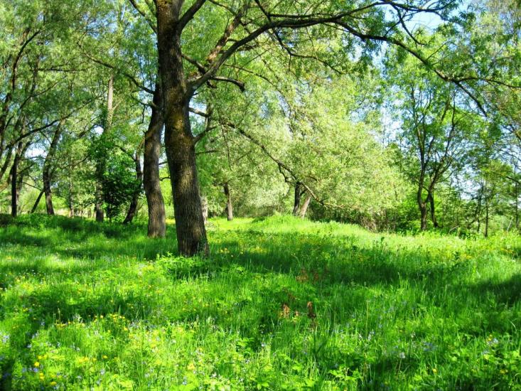 Панка з panoramio.com - Панка