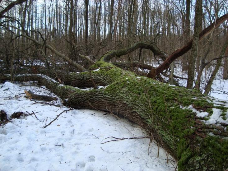 Бакирівка з panoramio.com - Бакирівка