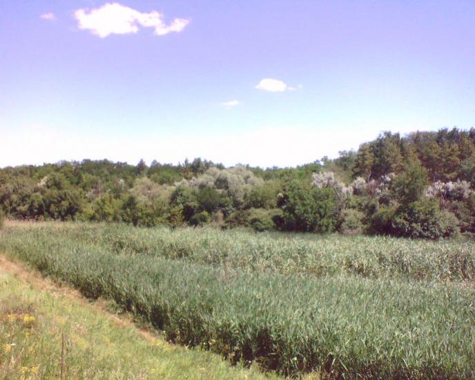 Павлопіль з panoramio.com - Павлопіль