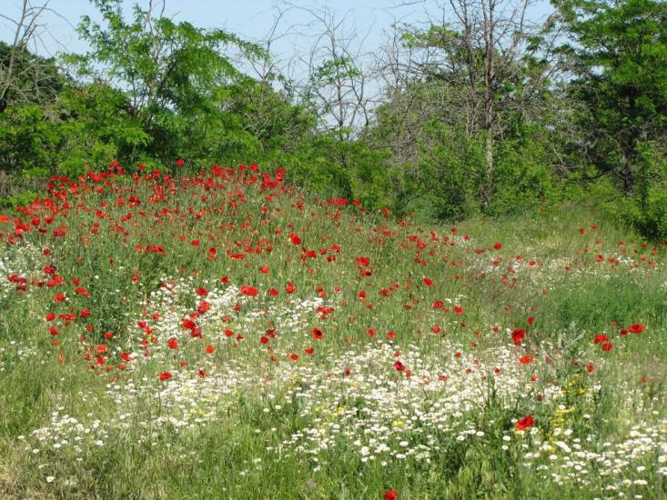 Армянськ з panoramio.com - Армянськ