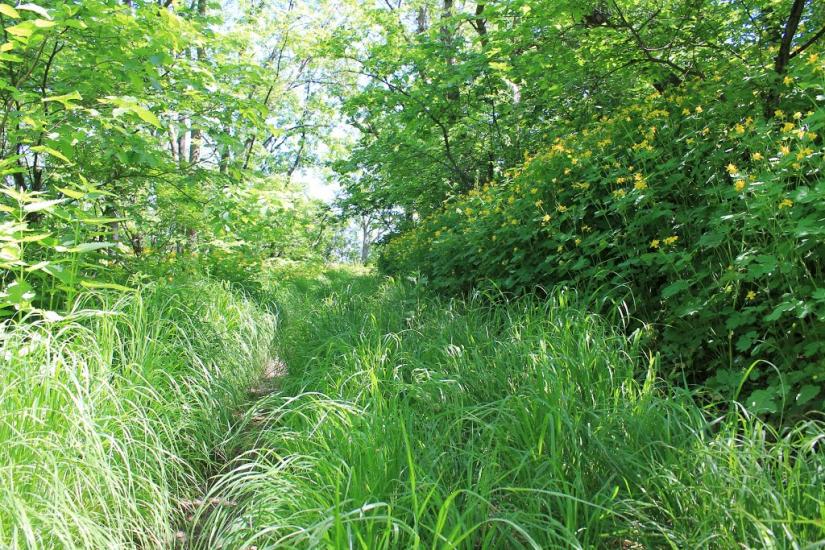 Сад з panoramio.com - Сад