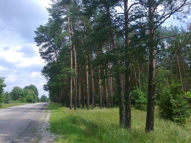 Красний Лиман з panoramio.com - Красний Лиман