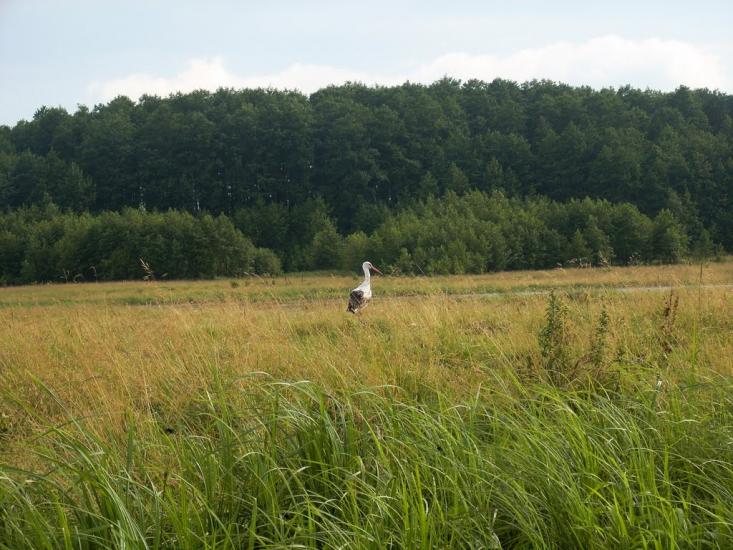 Березова Гать з panoramio.com - Березова Гать