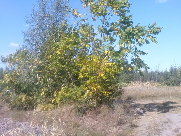 Вища Дубечня з panoramio.com - Высшая Дубечня