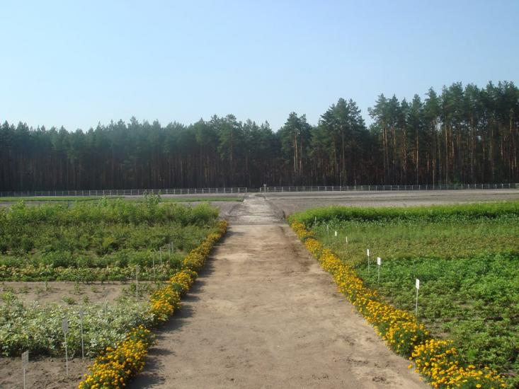 Кодра з panoramio.com - Кодра