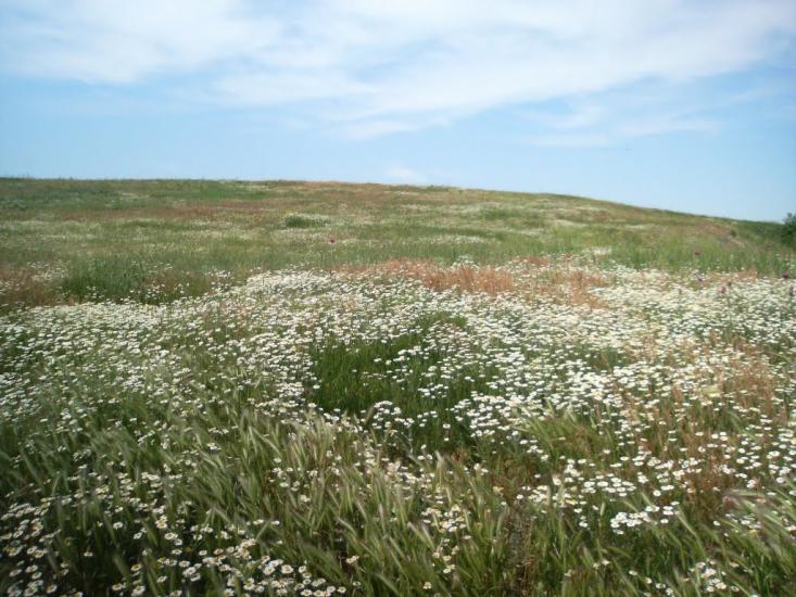 Лупареве з panoramio.com - Лупарево