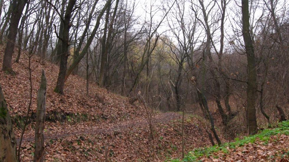 Никонорівка з panoramio.com - Никонорівка