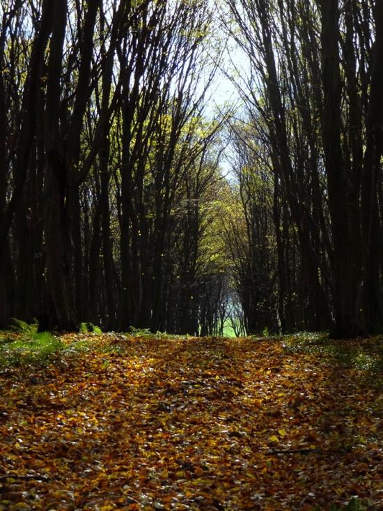 Корчів з panoramio.com - Корчів