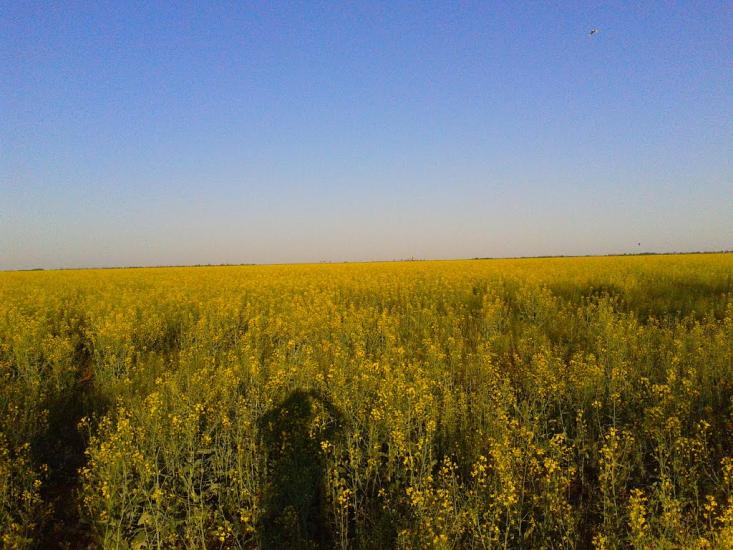 Лупареве з panoramio.com - Лупарево