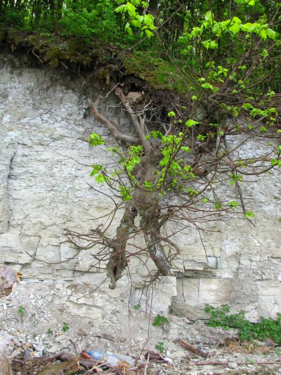 Кокошинці з panoramio.com - Кокошинці