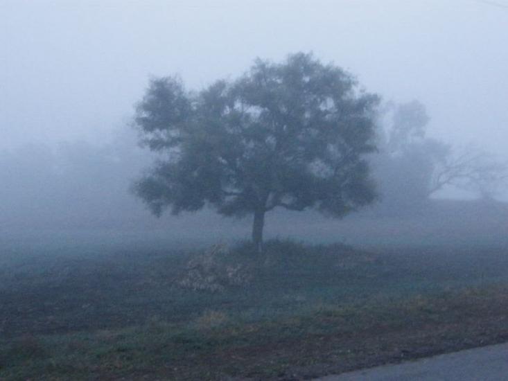 Тавричанка з panoramio.com - Тавричанка