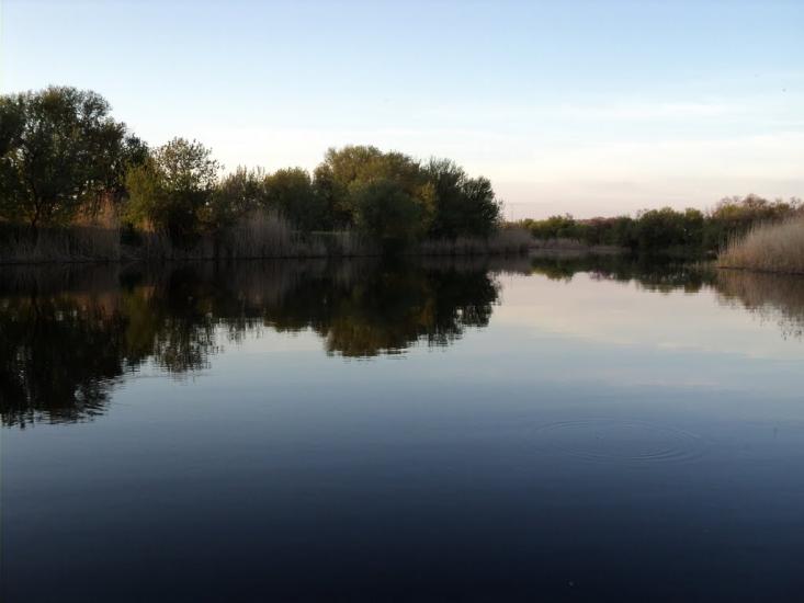 Комар з panoramio.com - Komar