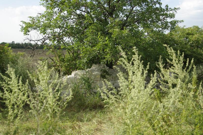 Білокузьминівка з panoramio.com - Білокузьминівка
