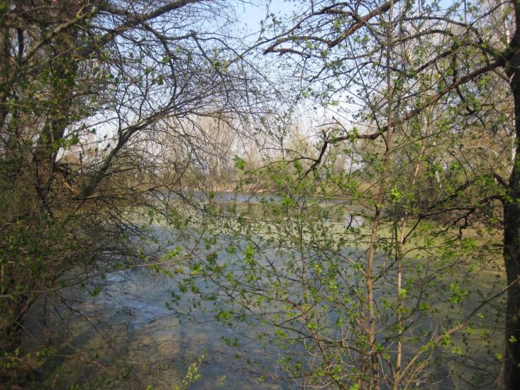 Плавні з panoramio.com - Плавни
