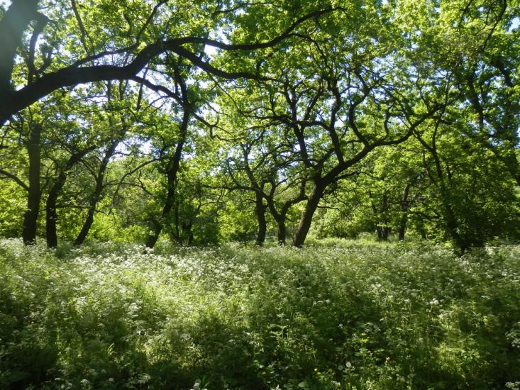 Кочережки з panoramio.com - Кочережки