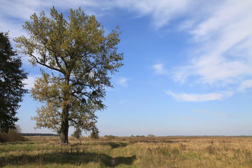 Борщівка з panoramio.com - Борщівка