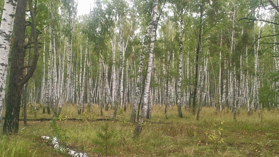 Ровжі з panoramio.com - Ровжи