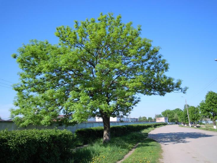 Ізяслав з panoramio.com - Изяслав