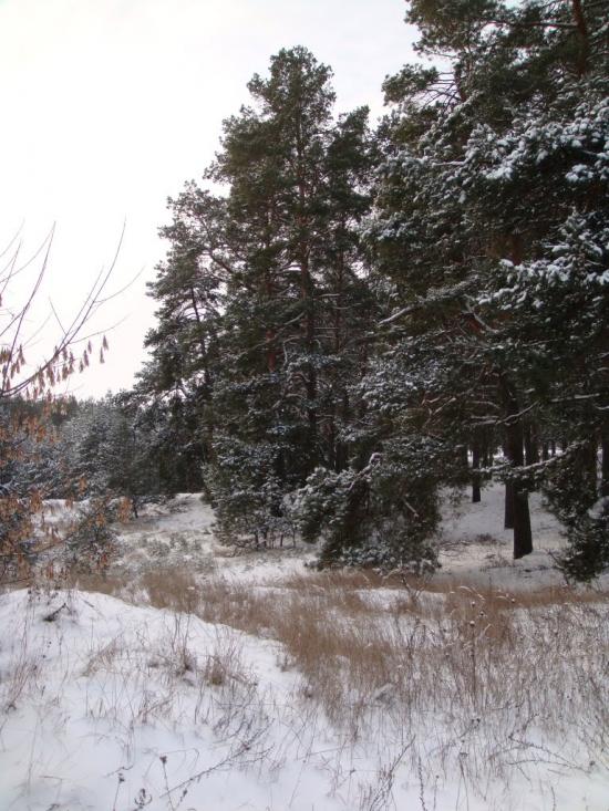 Вільхуватка з panoramio.com - Вільхуватка