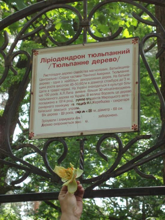 Ворзель з panoramio.com - Vorzel