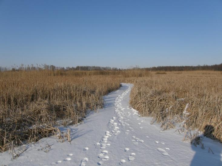 Оржиця з panoramio.com - Оржиця