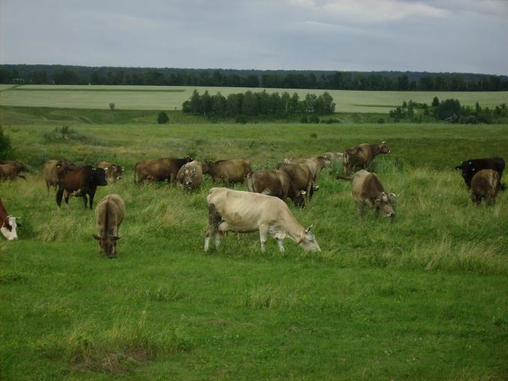 Люджа з panoramio.com - Люджа