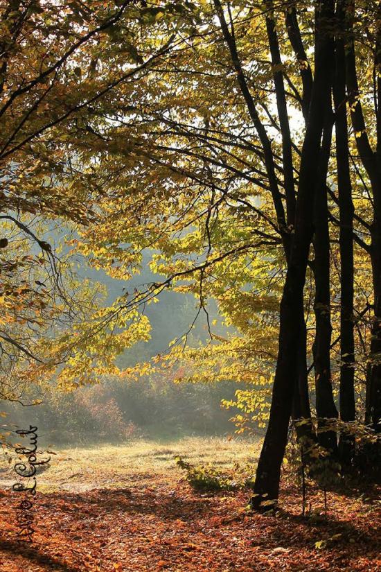 Смига з panoramio.com - Смига