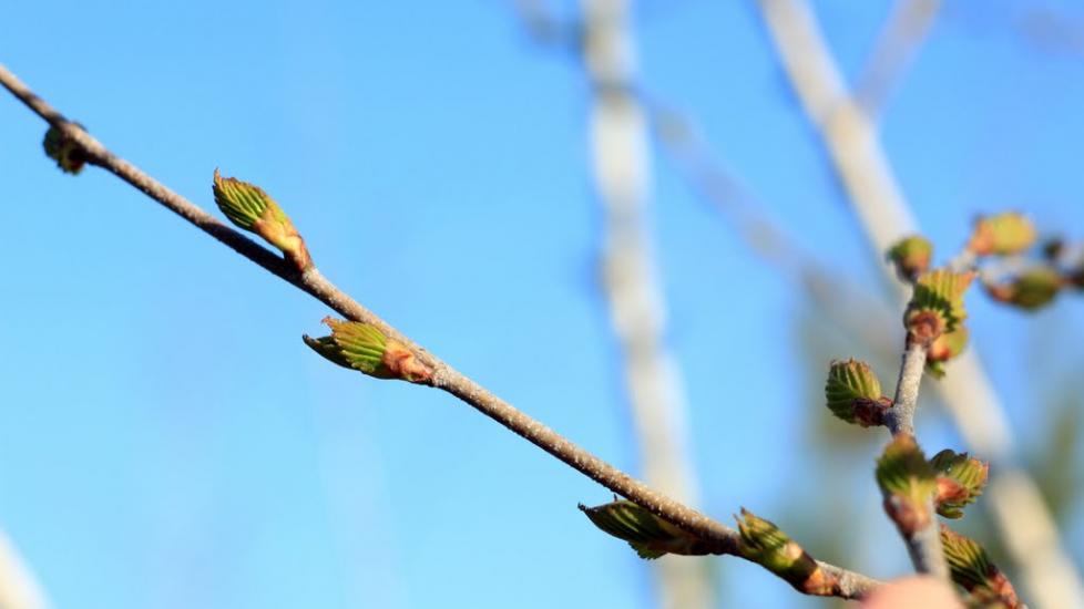 Дернівка з panoramio.com - Дернівка
