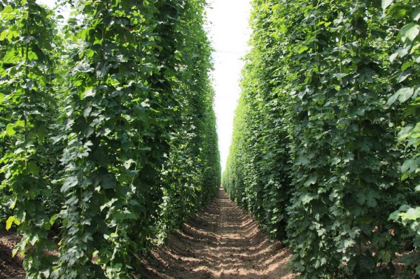 Ражнів з panoramio.com - Ражнів