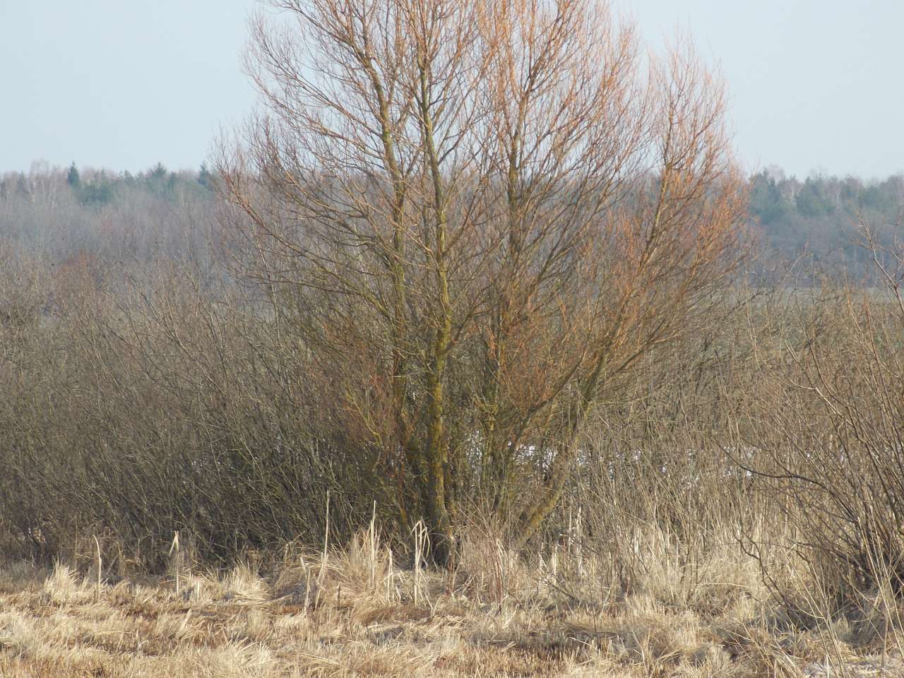 Щенятинський пейзаж - Щенятин